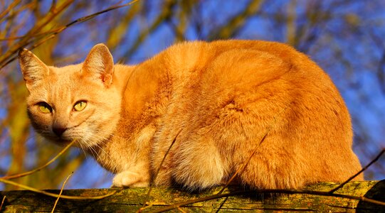 Sun winter domestic cat