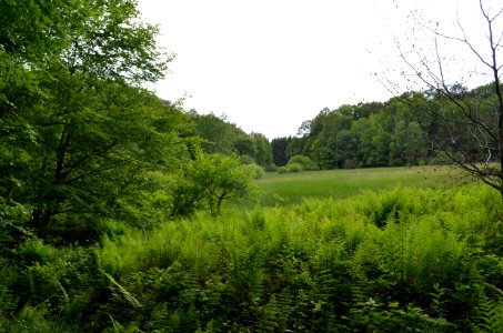Silberbachtal bei Schloßborn (1)