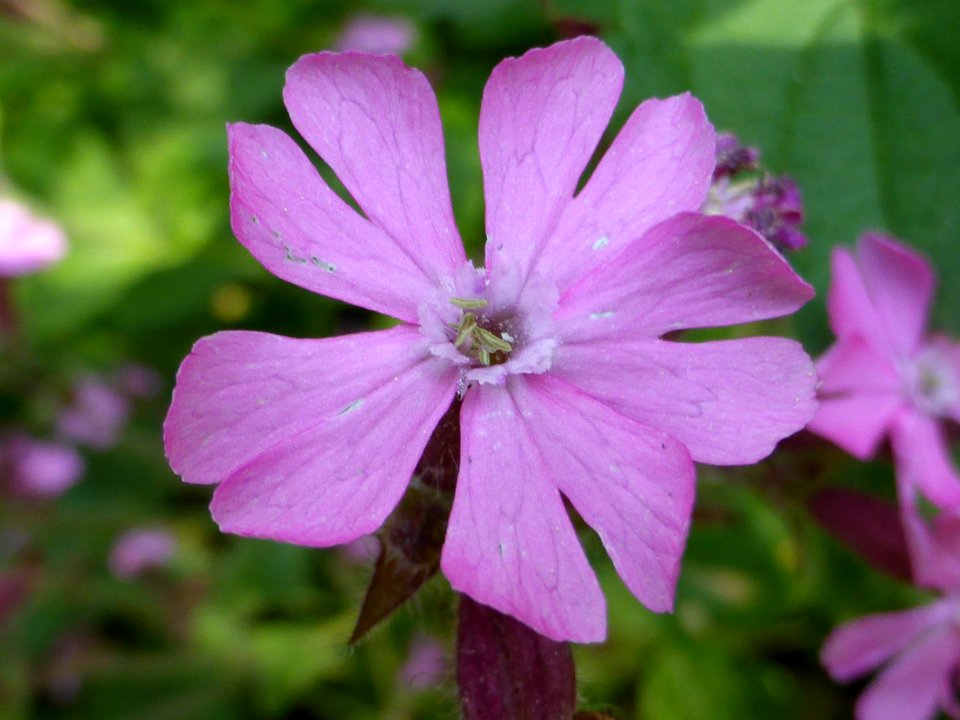 Silene-dioica-close-up