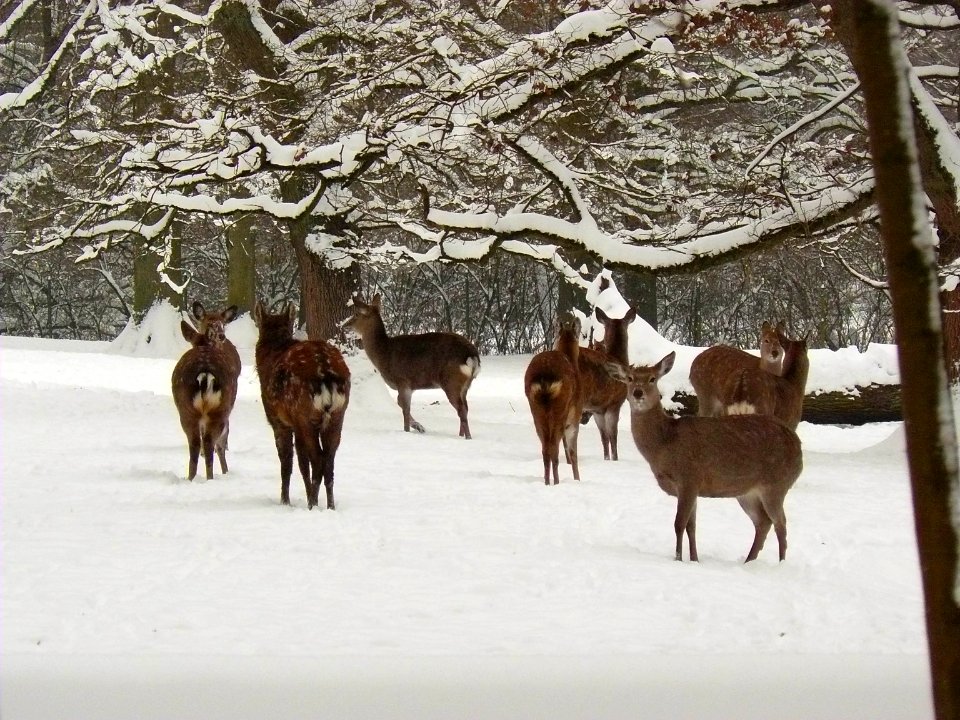 Sika deer Tiergarten Nbg