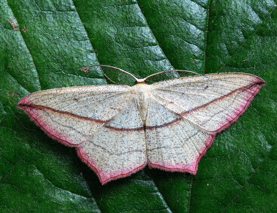 Close wing pink