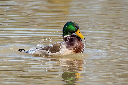 Mallard water splash photo