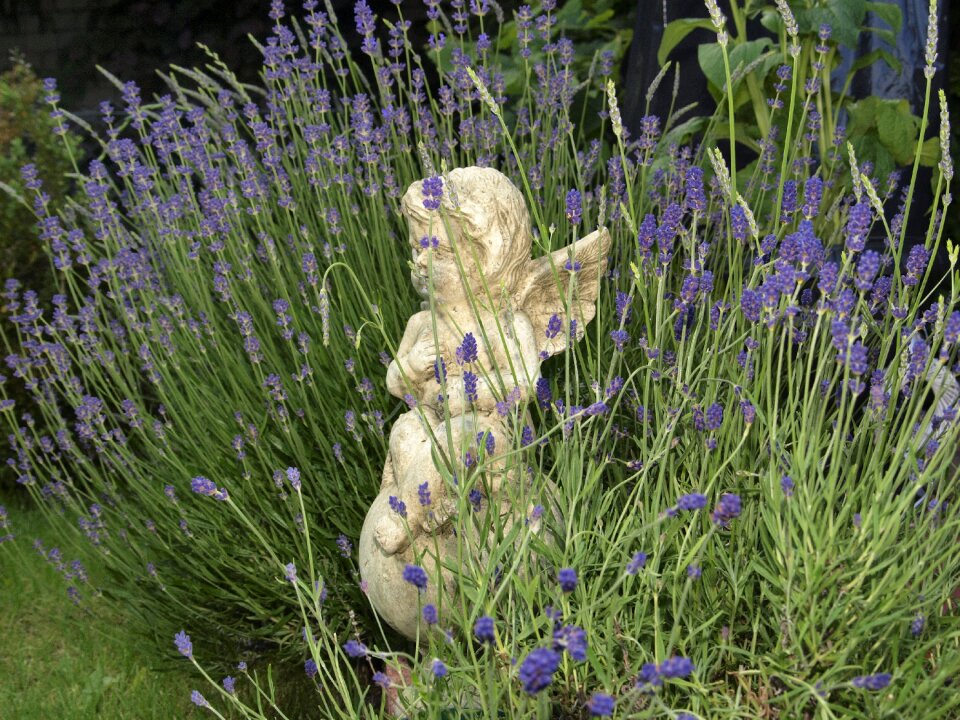 Vintage live garden