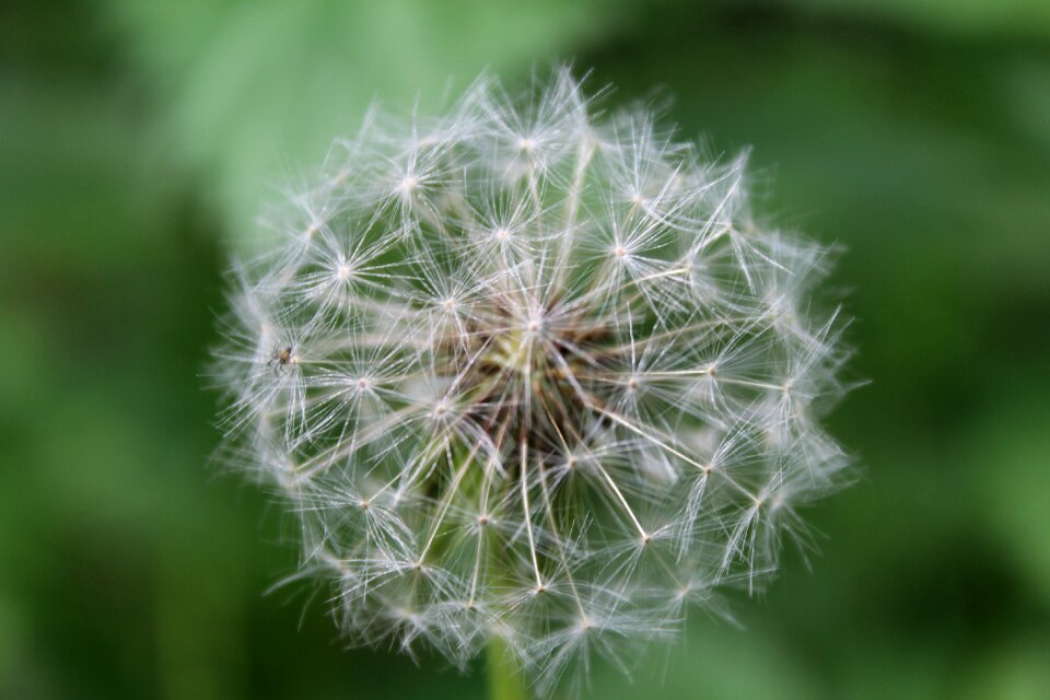 Dandelion dry seed