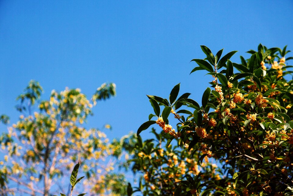 Buds fruit blue fruits