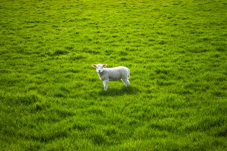 Lamb lentje pasture