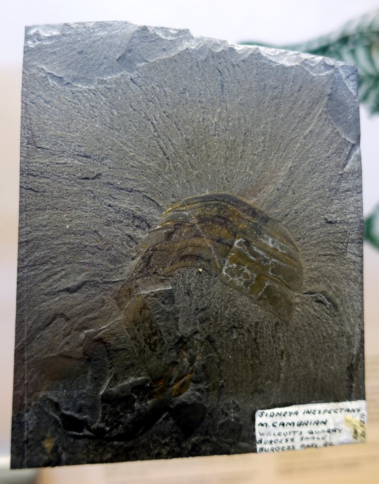 Sidneyia, Burgess Shale - Redpath Museum - McGill University - Montreal, Canada - DSC07944