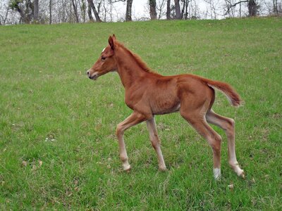 Prairie horse breeding equine