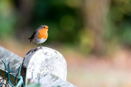 Songbird nature perched photo