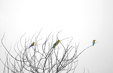 Bird birds life