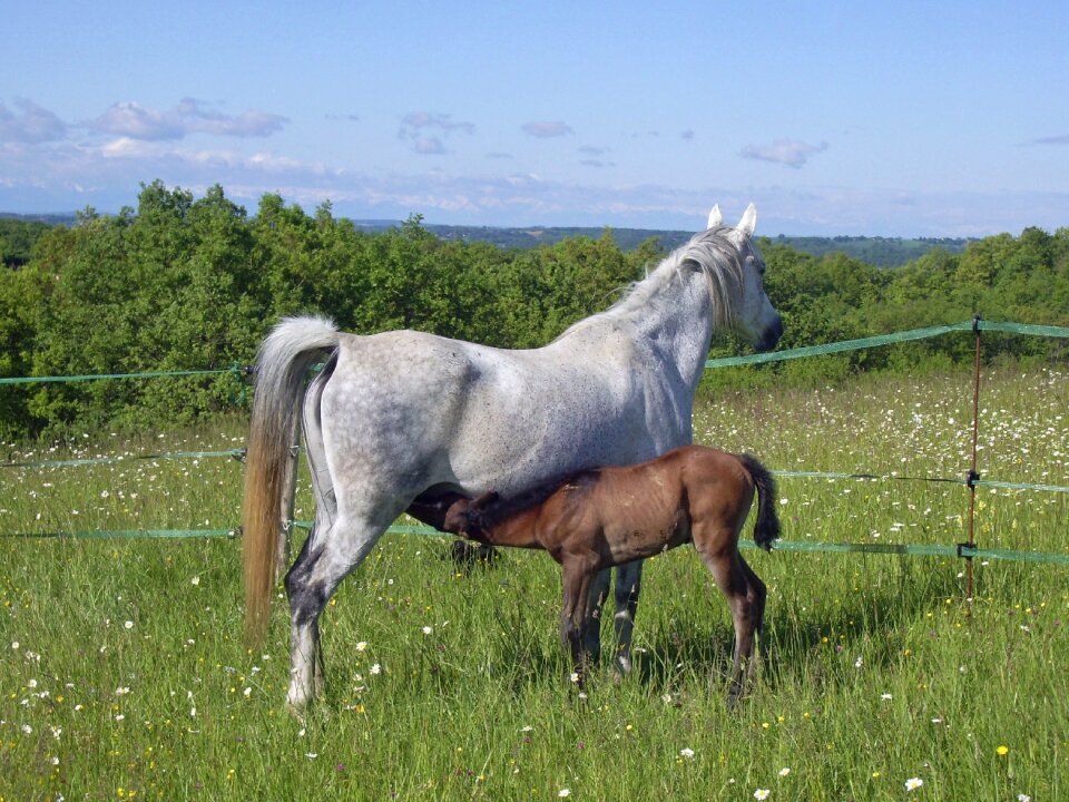 Horses animals prairie