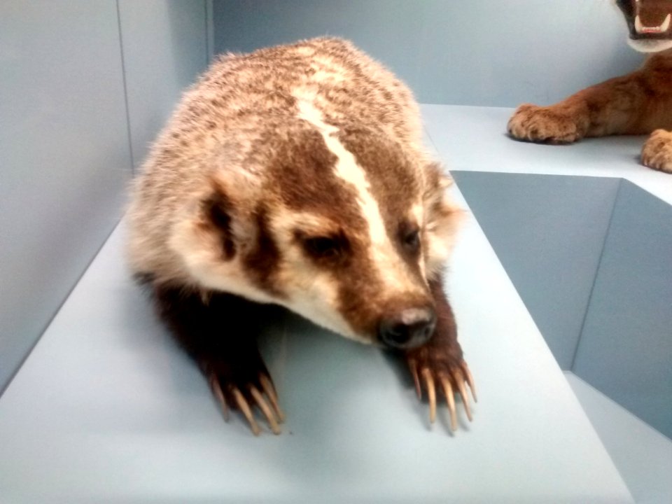 Silberdachs (Museum)