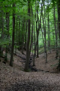 Silberbachtal bei Schloßborn (2)
