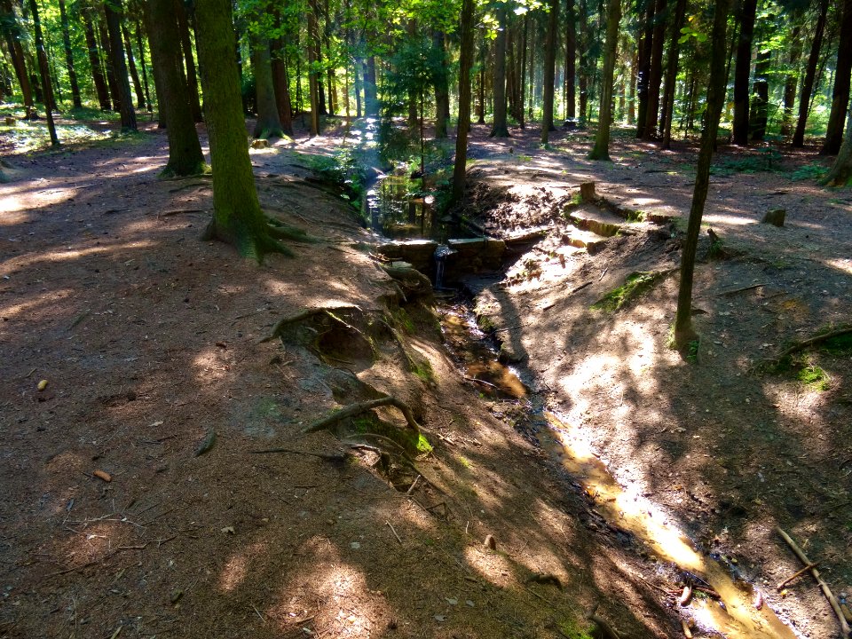 Silbersee Pond Dresden Heide DSC05334