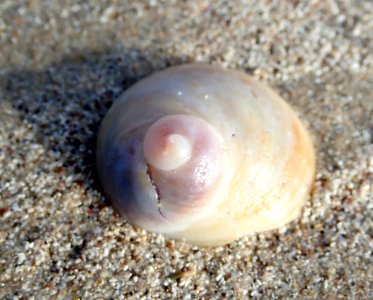 Sigapatella novaezelandiae 80184676
