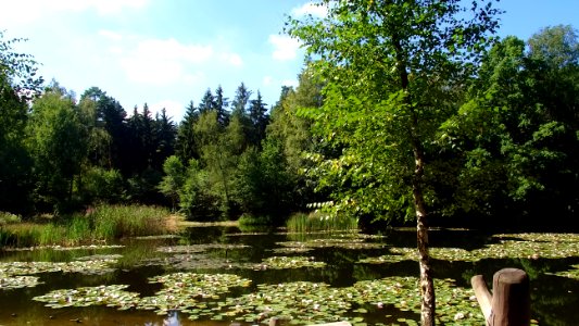 Silbersee Pond Dresden Heide DSC05345