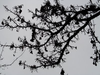 Silhouetted branches, Uptown, 2021-01-01