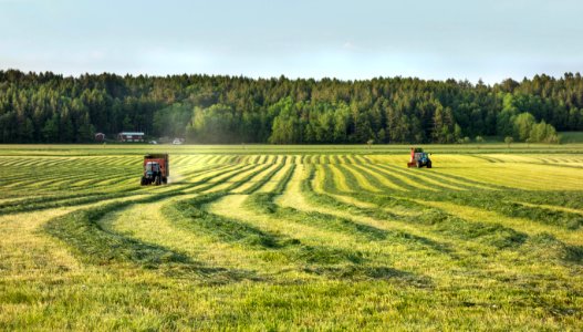 Silage windrows and two tractors 1