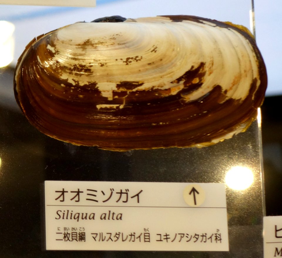 Siliqua alta - National Museum of Nature and Science, Tokyo - DSC06901-001