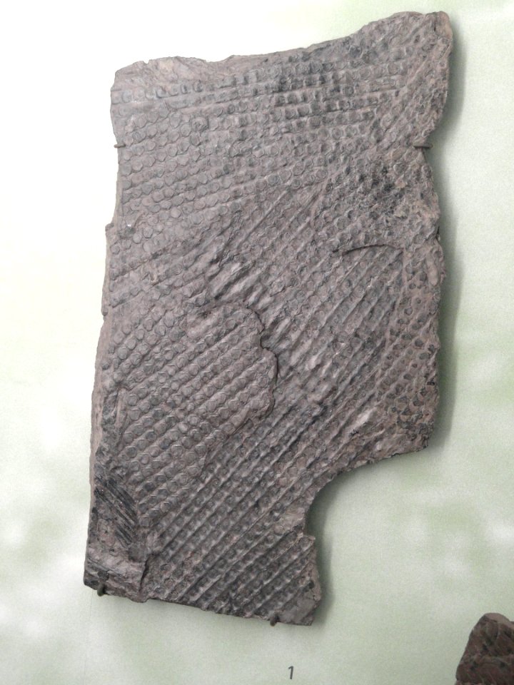 Sigillaria mammillaris - Naturmuseum Freiburg - DSC06753