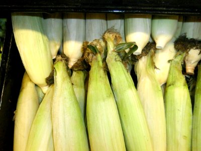 Silk on ears of corn
