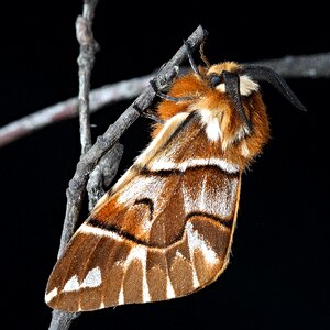 Close wing orange photo