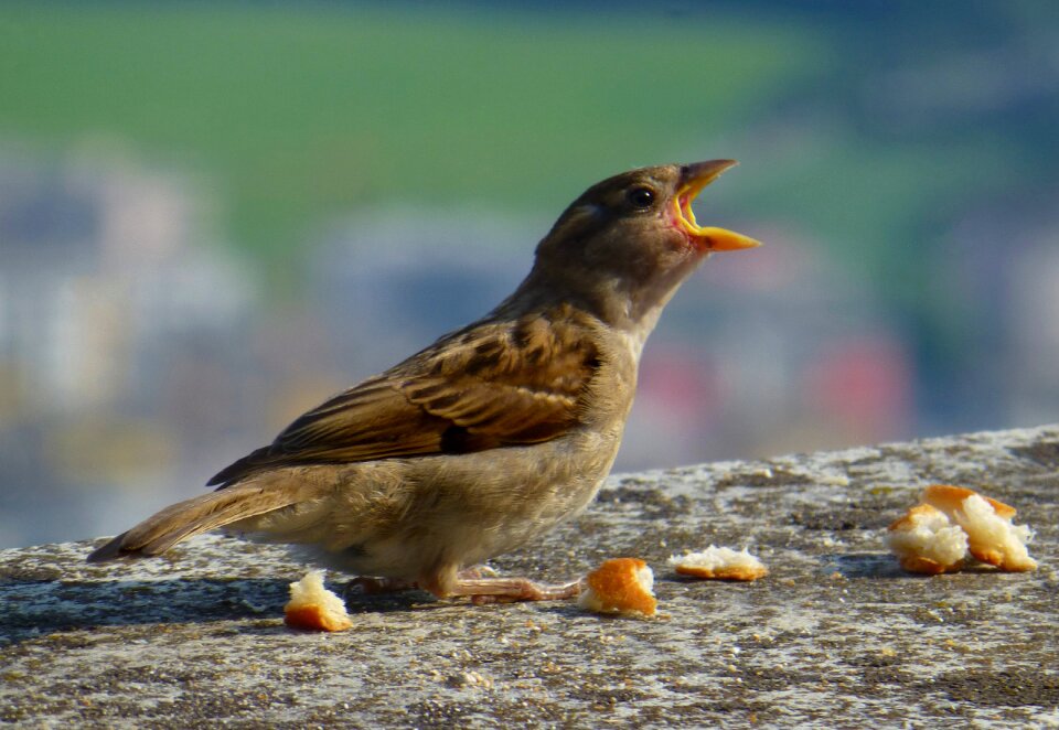Sparrow young hungry