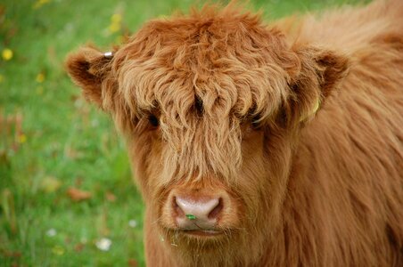 Scotland baby cattle photo