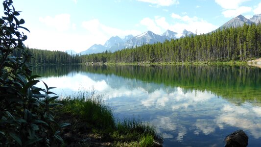 Ecology earth forest