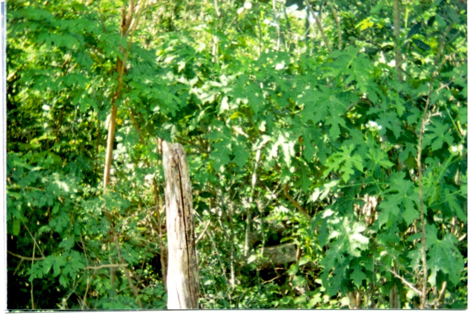 Sierra Papacal, Yucatán (06)