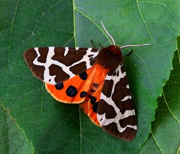 Close wing tiger photo