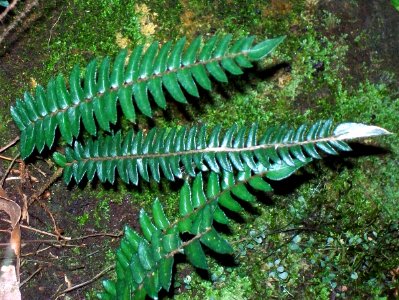 Sickle Fern Mount Wilson Blue Mountains