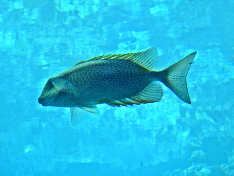 Siganus guttatus (Gold-saddle rabbitfish), Burgers Zoo, Arnhem, the Netherlands