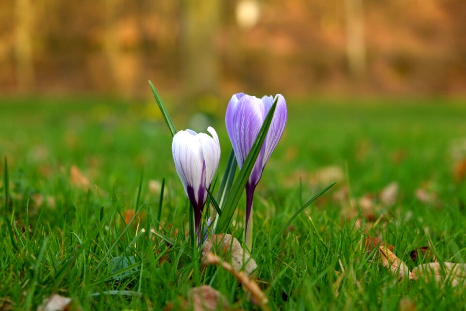 Spring flower nature purple