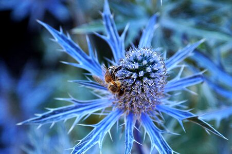 Blue violet insect photo