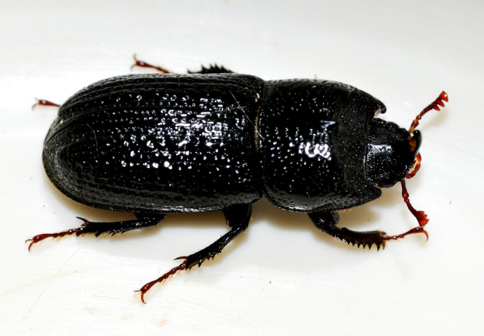 Sinodendron-cylindricum-m-02-fws
