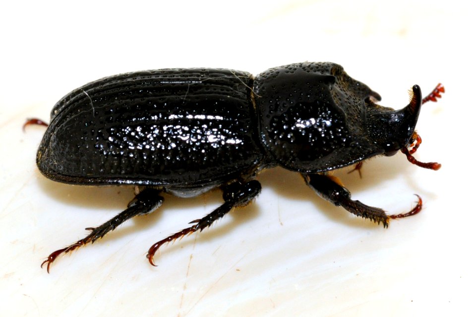 Sinodendron-cylindricum-m-04-fws