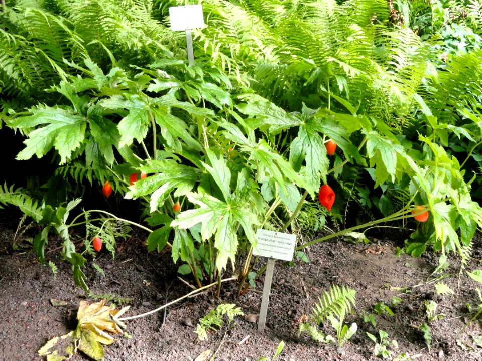 Sinopodophyllum hexandrum - Botanical Garden in Kaisaniemi, Helsinki - DSC03762