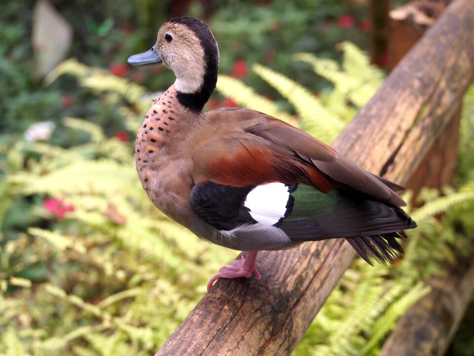 Animal nature bird