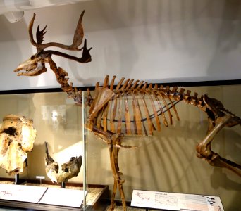 Sinomegaceros yabei - National Museum of Nature and Science, Tokyo - DSC06925