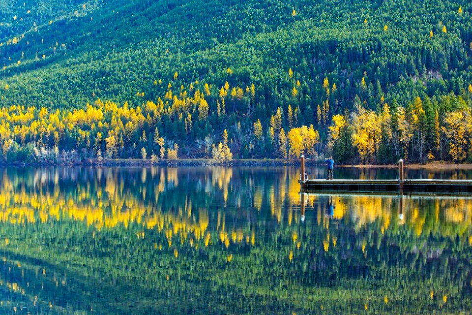 Landscape forest trees
