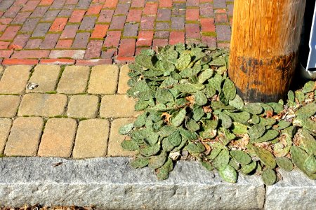 Sidewalk with cactus - Arlington, MA - DSC08805
