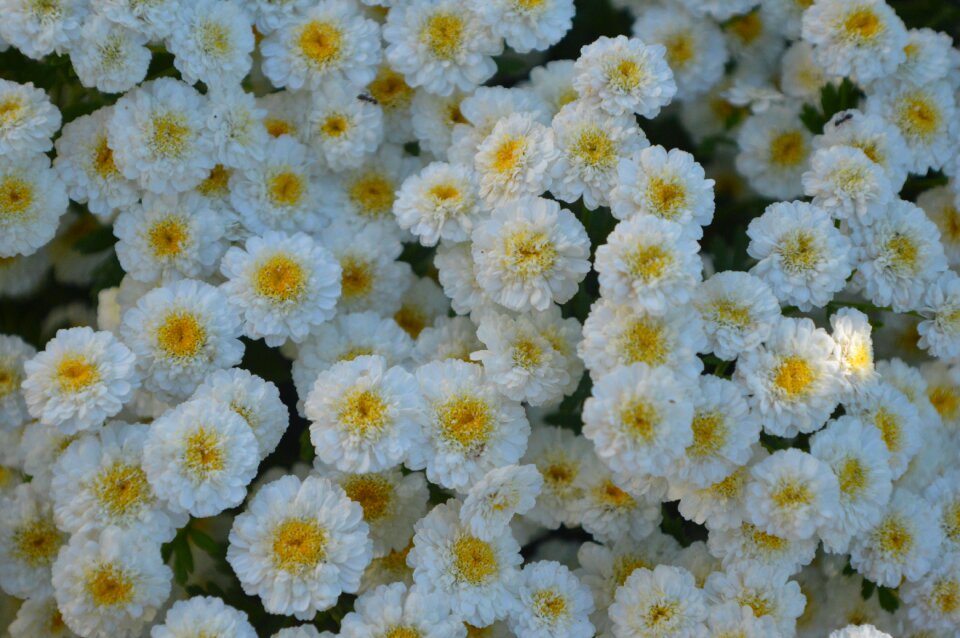 Flower summer white flower