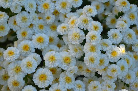 Flower summer white flower