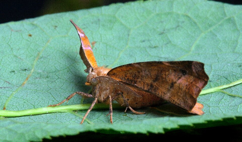 Insect close wing photo