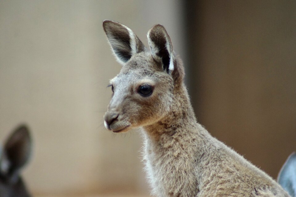Young kangaroo zoo marsupials