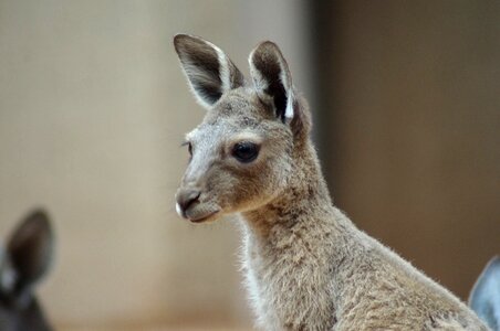 Young kangaroo zoo marsupials
