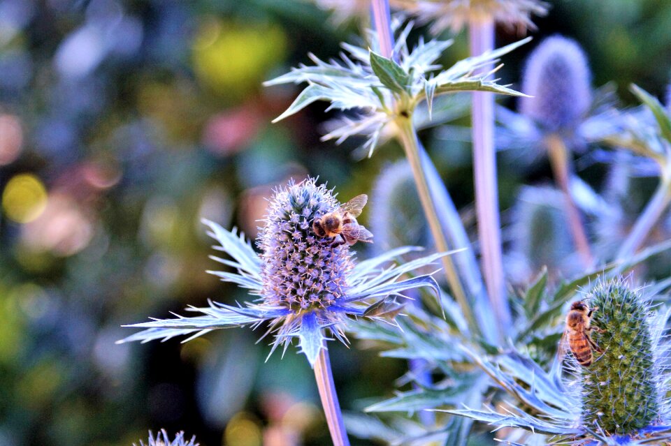 Blue violet insect