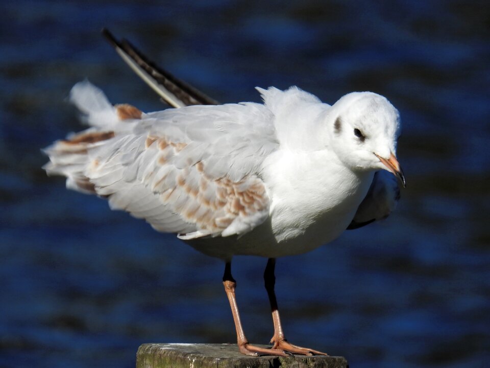 Water animal nature