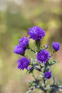 Fall asters symphyotrichum flowers photo